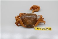 藏品(拉氏清溪蟹)的圖片